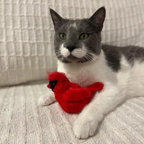 Vista 11 de SPOT Song Birds - Juguete para gatos con hierba gatera activada por el tacto, imita canciones reales de pájaros, juguete que funciona