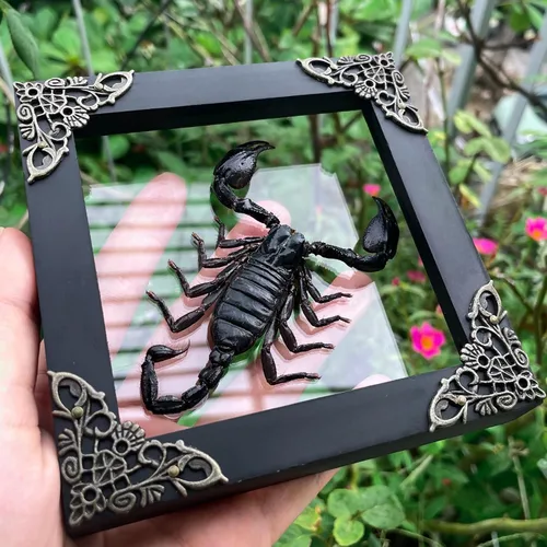 Vista 40 de 2 Real Dragonfly Specimens Shadow Box Framed Insect Display Oddities Curiosities Entomology Collection Natural History Wall Decor Gift for Nature