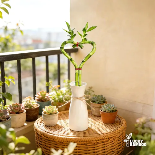 Vista 7 de Bambú de la suerte en forma de corazón, planta de interior viva de 12 pulgadas, arreglo de corazón de doble tallo, regalo ideal para cumpleaños