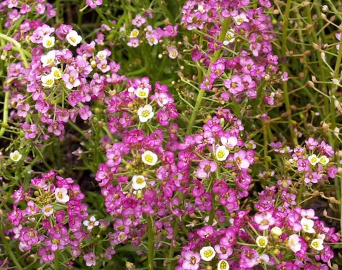 Vista 2 de 1000 semillas dulces de Alyssum Lobularia Maritima rosa enana (cubierta del suelo)