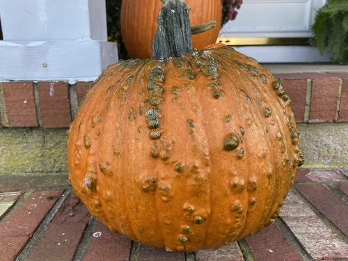 Vista 3 de Warty Goblin Jack O Lantern - Semillas prémium para plantar paquetes