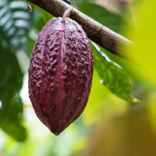 Vista 5 de Earthborn Elements, Cápsulas de Cacao, 200 Cápsulas