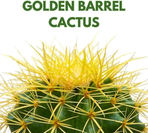 Vista 2 de BubbleBlooms Cactus de barril dorado en maceta de 6 pulgadas Echinocactus Grusonii, cactus de bola de oro