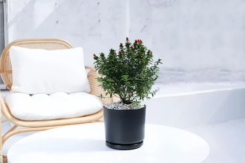 Vista 6 de Ekirlin - Macetas de 7 pulgadas para plantas, macetas de cerámica para flores en interiores, contenedores modernos de suculentas con plato
