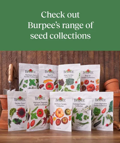 Vista 7 de Colección Burpee Best 10 Paquetes de Mezcla Fresca Sin OGM de Pimiento Picante y Variedades Dulces Jalapeño, Semillas de Pimiento Morrón y Más