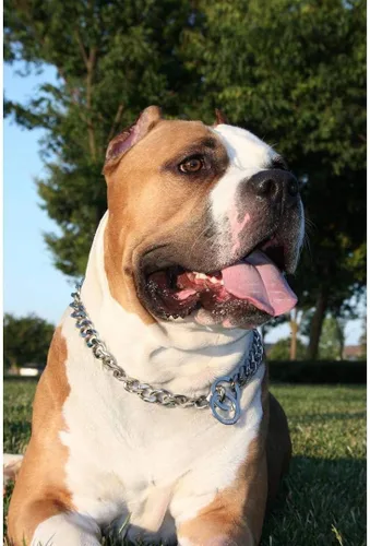 Vista 3 de Silver Phantom Jewelry Collar de perro de cadena cubana resistente, 0.787 in, plata, 36 pulgadas, razas grandes