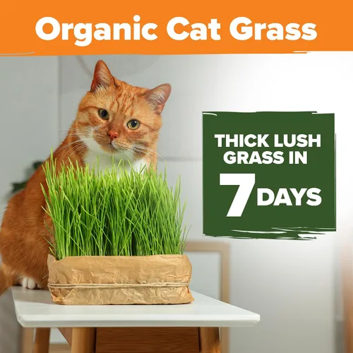 Vista 2 de HOME GROWN Mezcla orgánica de semillas de hierba de gato (avena y cebada) – 4 oz – Maceta de interior fácil