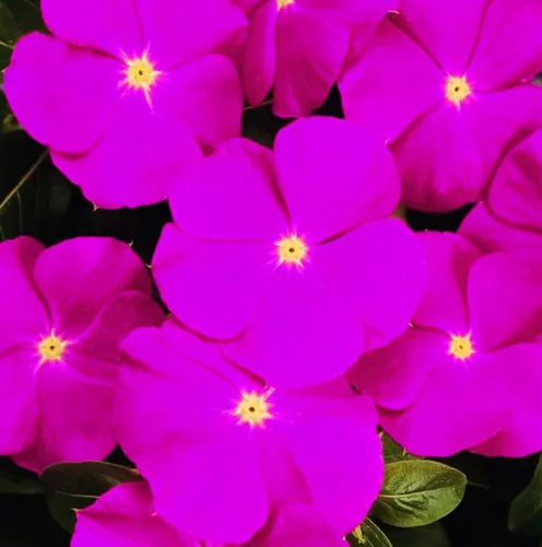 Vista 6 de 1200 Semillas de bígaro Madagascar Mix Flores Perennes - Catharanthus roseus Vinca Bígaro Rosa