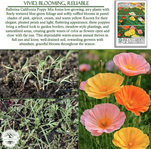 Vista 5 de Ballerina California Poppy Mix - Amapolas de California, más de 1000 semillas de flores por paquete, (Isla's Garden Seeds), Nombre científico