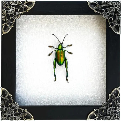 Vista 88 de 2 Real Dragonfly Specimens Shadow Box Framed Insect Display Oddities Curiosities Entomology Collection Natural History Wall Decor Gift for Nature