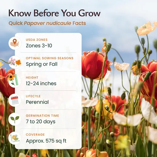 Vista 5 de Semillas de amapola de Islandia para plantar, Papaver nudicaule, 34.700