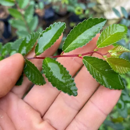 Vista 4 de 5 olmos chinos vivos de 6 a 12 pulgadas Olmo de rápido crecimiento para filas límites y paisajismo de jardín Planta de exterior fácil de cultivar