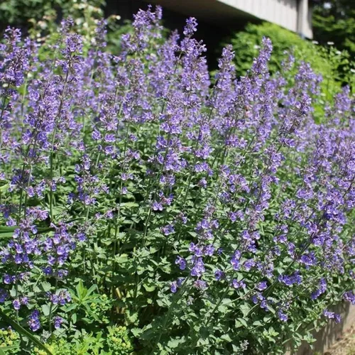 Vista 4 de Catmint Seeds- 'Blue Wonder'-(Nepeta Mussinii)-Compactas, tolerantes al calor, perenne (50 semillas)