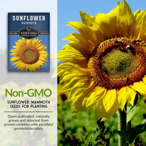 Vista 3 de Survival Garden Seeds - Semilla de girasol de mamut para plantar - Paquete con instrucciones para plantar y cultivar enormes flores coloridas en tu