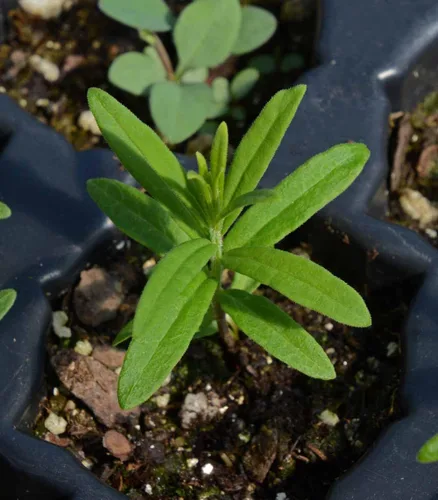 Vista 4 de Asclepias Tuberosa - Semillas de flor de algodoncillo de mariposa naranja (100 unidades) Seeds2Go