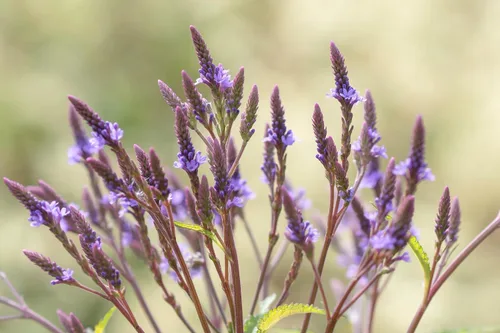 Vista 3 de Planta Verbena Azul (Verbena hastata) Maceta de 2.5 pulgadas
