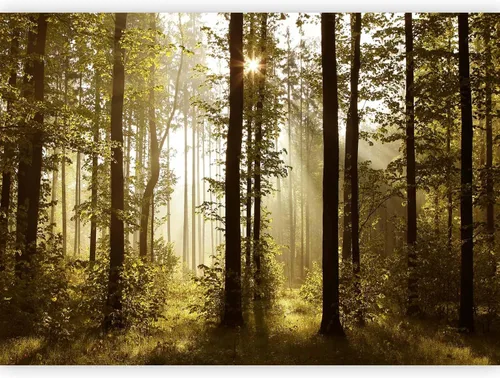 Vista 49 de artgeist Mural de pared premium Bosque púrpura, 79 x 55 pulgadas, papel tapiz no tejido, decoración de pared de vellón, impresión fotográfica