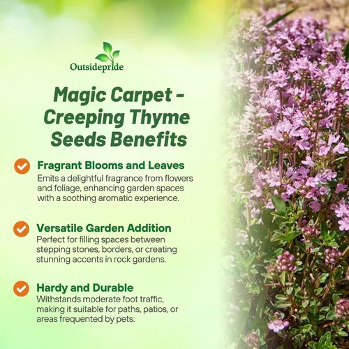 Vista 3 de Outsidepride Creeping Thyme - Alfombra mágica