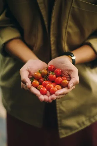 Vista 7 de Tiny Tim Semillas de tomate para plantar, más de 400 tomates cherry, reliquia sin OMG, perfectas para contenedores, patios y cultivo