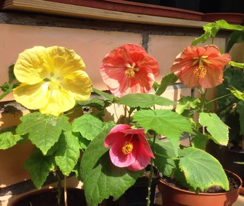 Vista 3 de Semillas Abutilon Mix (Arce Floral) Flores Perennes