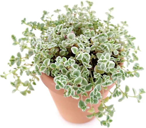 Vista 5 de Sedum Little Missy Succulent (maceta minimalista de 4 pulgadas) - Suculenta abigarrada viva y saludable