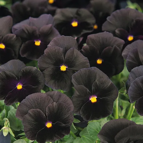 Vista 7 de Outsidepride Semillas de Viola Negra Pensamiento para Plantar - 1,000 Piezas. Plantas bianuales, trepadoras, resistentes al frío y amigables