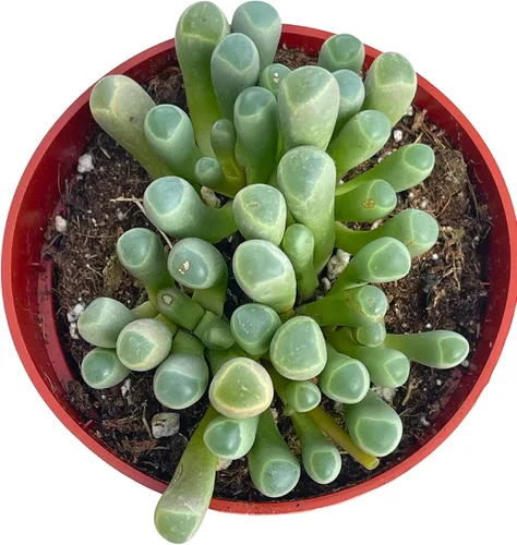 Vista 2 de Suculenta viva de 4 pulgadas "Baby Toes Fenestraria Rhopalophylla, plantas suculentas vivas completamente enraizadas, planta