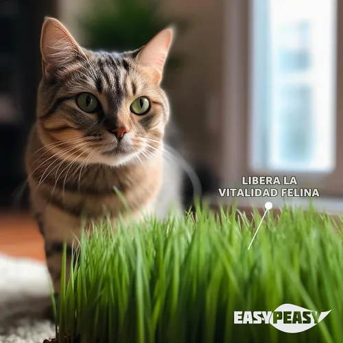 Vista 4 de CATGRASS Semillas Sin OGM Cultivadas en Estados Unidos desde nuestra granja hasta tu hogar (1 libra (16 onzas)