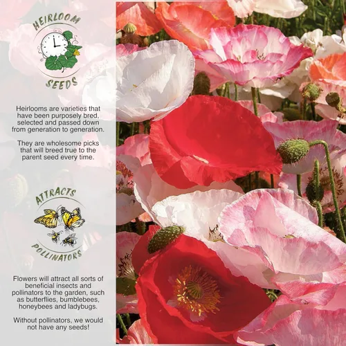 Vista 2 de Seed Needs, Shirley Poppy Blend - 30,000 semillas tradicionales para plantar papaver rhoeas (paquete de 1)