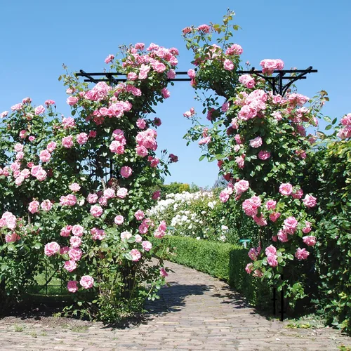 Vista 2 de Tangkula Cenador de jardín de 6.7 pies, arco de metal con enrejado para plantas trepadoras al aire libre, decoración de jardín al aire libre