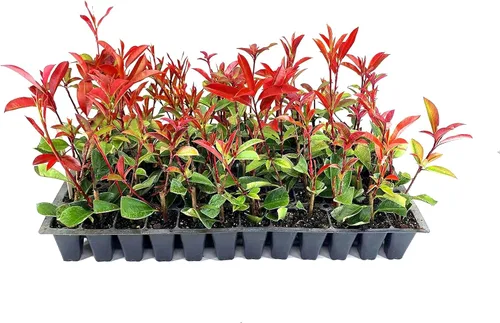 Vista 9 de Punta Roja Planta de 1 galón grande Photinia Fraseri Arbusto de hoja perenne, seto de privacidad de rápido crecimiento, color durante todo