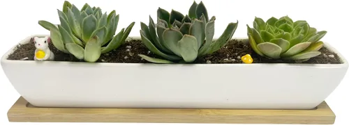 Vista 5 de Sea Star - Maceta moderna rectangular minimalista de cerámica blanca de 10 pulgadas para plantas suculentas para oficinas, escritorios, ventanas