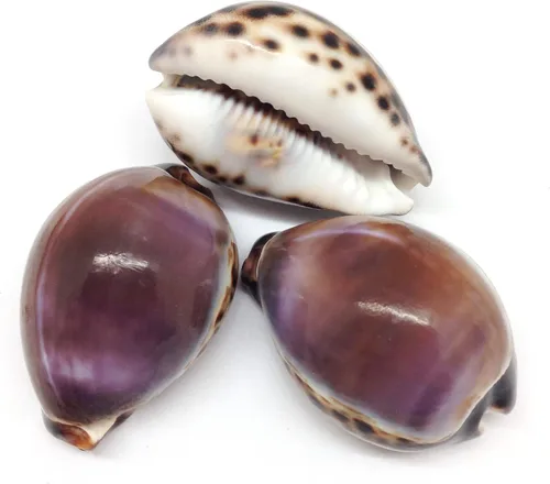 Vista 7 de PEPPERLONELY 5 conchas marinas de tigre cowrie pulidas, 2-1/2 pulgadas ~ 3-1/4 pulgadas