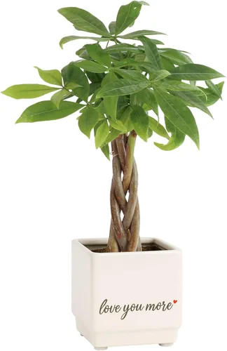Vista 14 de Costa Farms Árbol del Dinero Planta Viva en Maceta Decorativa, Purificadora de Aire para Interiores, Perfecta para Decoración de Hogar, Habitación u