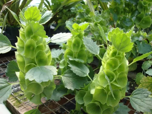 Vista 3 de Semillas Campanas de Irlanda Moluccella Shellflower Flores anuales