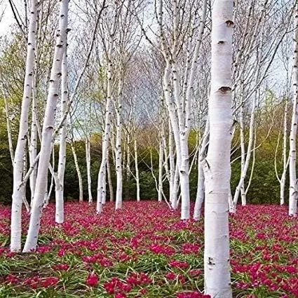 Vista 2 de Bonsái - Semillas de abedul de papel blanco para plantar Más de 100 semillas Fabricado en Estados Unidos - Muy apreciado por bonsái, árbol