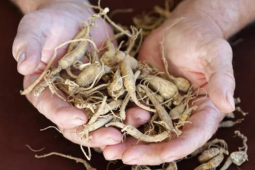 Vista 5 de Health Embassy Té cortado de raíz de ginseng siberiano Eleutherococcus senticosus Té de hierbas (1.76 oz)