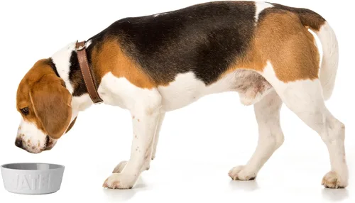 Vista 4 de PetRageous 14014 Back to Basics - Recipiente de agua para perros y microondas, apto para lavavajillas y microondas, 6 pulgadas de diámetro, 2.25