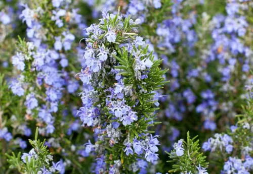 Vista 2 de Plantas de romero azul toscano vivo (paquete de 3) de 5 a 8 pulgadas de alto, hierba culinaria fragante para cocinar y paisajismo, jardines