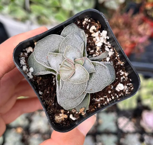 Vista 7 de Plantas suculentas vivas de USKC (Crassula de 2.5 pulgadas 'Spring time')
