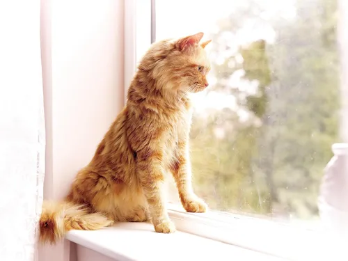 Vista 7 de PetSafe Llave magnética para solapas de gato, paquete de 2