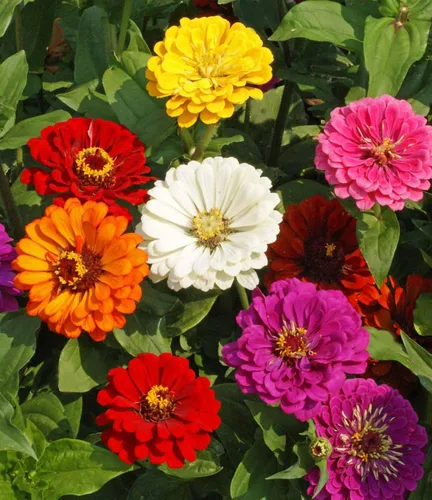 Vista 2 de Zinnia California Giant Mix Nice Garden Flower by Seed Kingdom (1 libra de semillas)