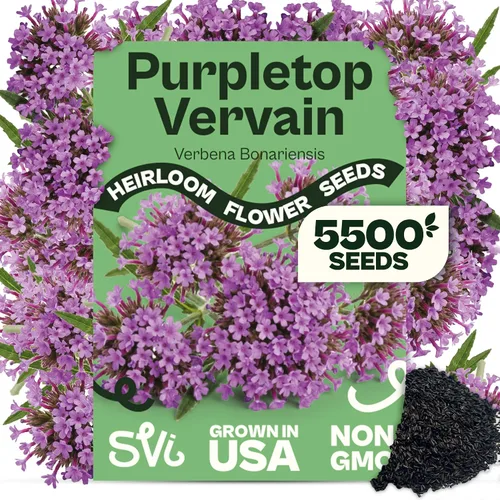 Vista 13 de Queen Anne 's Lace- 200 semillas – 50% de descuento venta