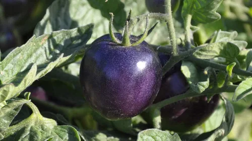 Vista 2 de Semillas Raras Tomate Indigo Rose American Blue Medium Vegetal para plantar Heirloom Non GMO