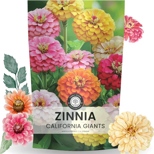 Vista 9 de Zinnia California Giants - Paquete grande de 1 onza - 3,000 semillas de flores para plantar - Zinnia elegans