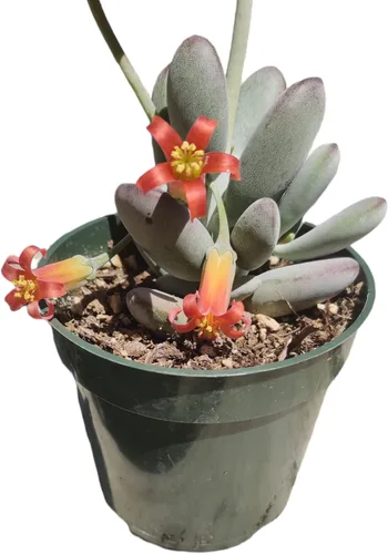 Vista 10 de Plantas suculentas vivas (Graptopetalum Superbum de 2")
