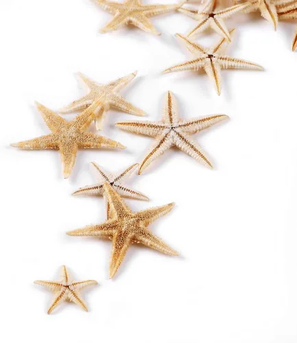Vista 5 de 100 piezas pequeñas estrella de mar estrella de mar conchas de mar playa para manualidades 0.4"-1