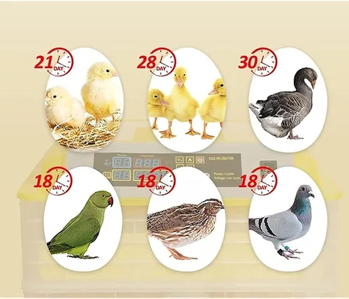Vista 8 de Incubadora de huevos de 56 huevos de torneado automático de huevos Control automático de temperatura Control de ventilación rotativo automático