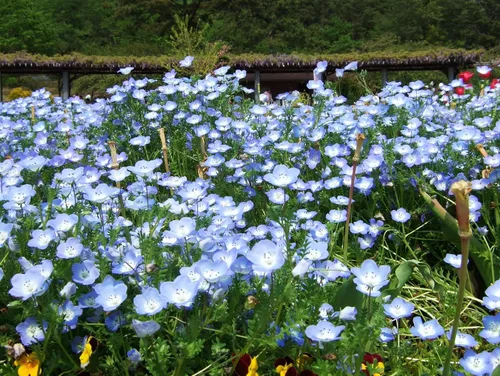 Vista 4 de TomorrowSeeds - Semillas Baby Blue Eyes - Más de 6000 unidades - para plantar Nemophila Menziesii 2026, flor azul cielo, cubierta de suelo japonesa