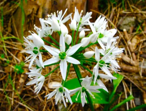 Vista 2 de Wild Garlic Ramsons Buckrams Wild Onion 40 semillas sin OMG para plantar